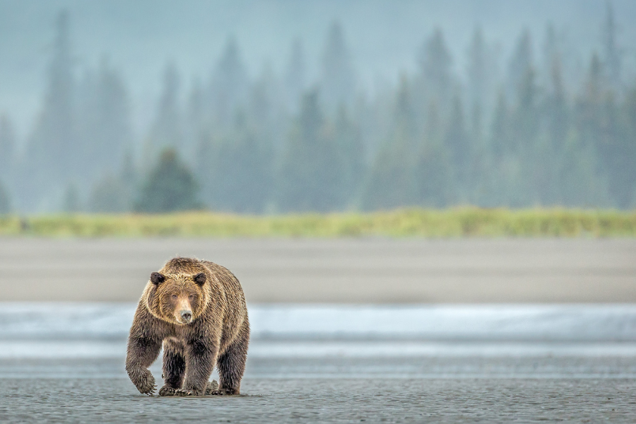 wilde beer in natuur